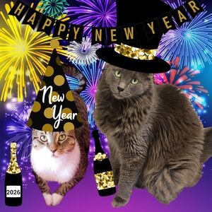 😻Gizmo & Smoke💘